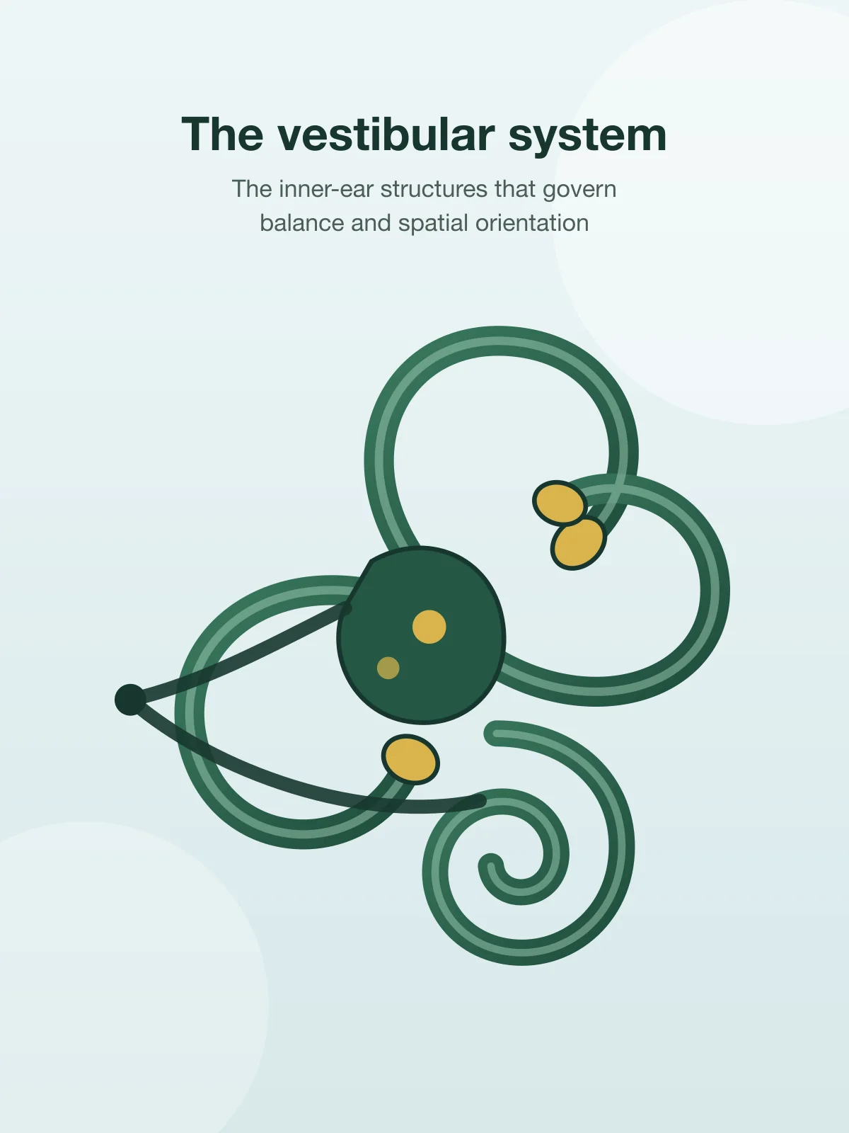 Illustration of the vestibular system of the inner ear